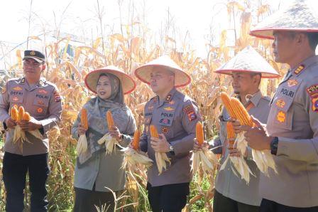 Kapolres Solok Panen Raya Jagung, Wujudkan Komitmen Dukung Ketahanan Pangan