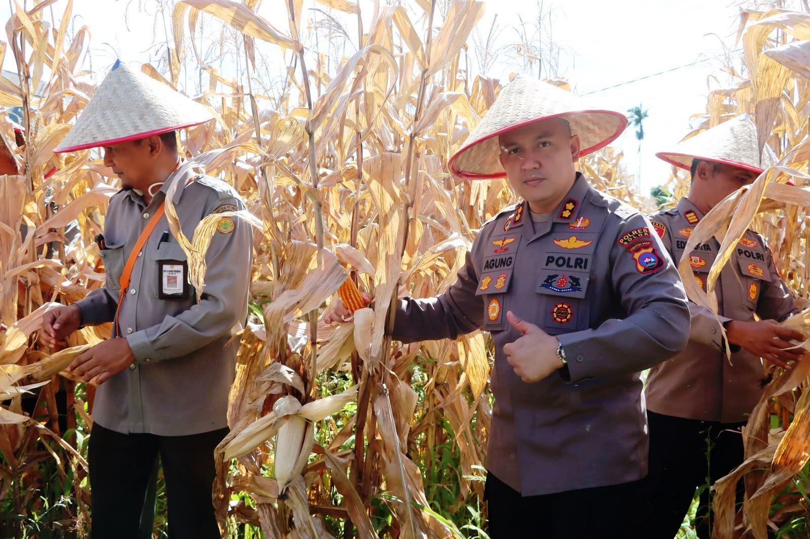 Panen Jagung